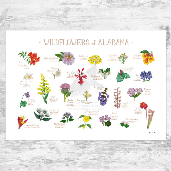 Wholesale Wildflowers Field Guide Art Print: Alabama