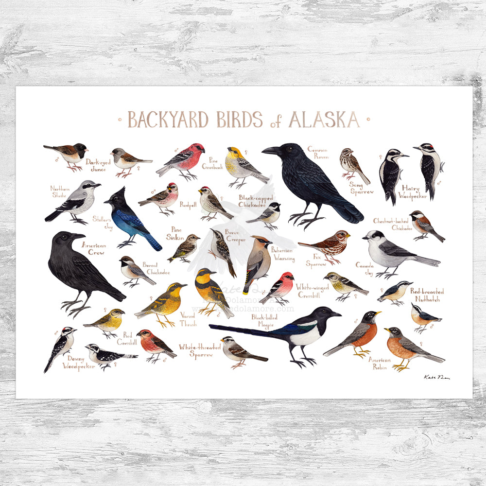Wholesale Backyard Birds Field Guide Art Print: Alaska