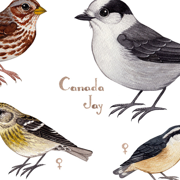 Wholesale Backyard Birds Field Guide Art Print: Alaska