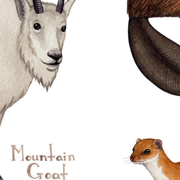 Wholesale Mammals Field Guide Art Print: Alaska