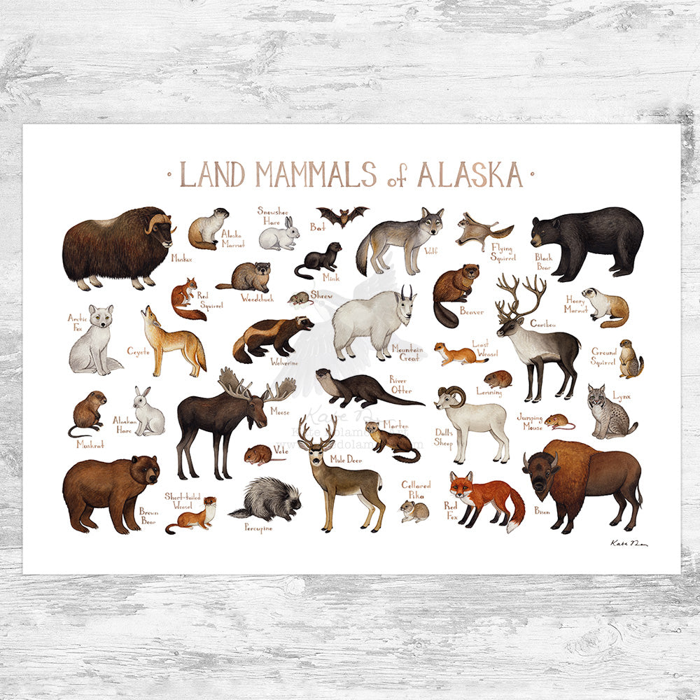 Wholesale Mammals Field Guide Art Print: Alaska