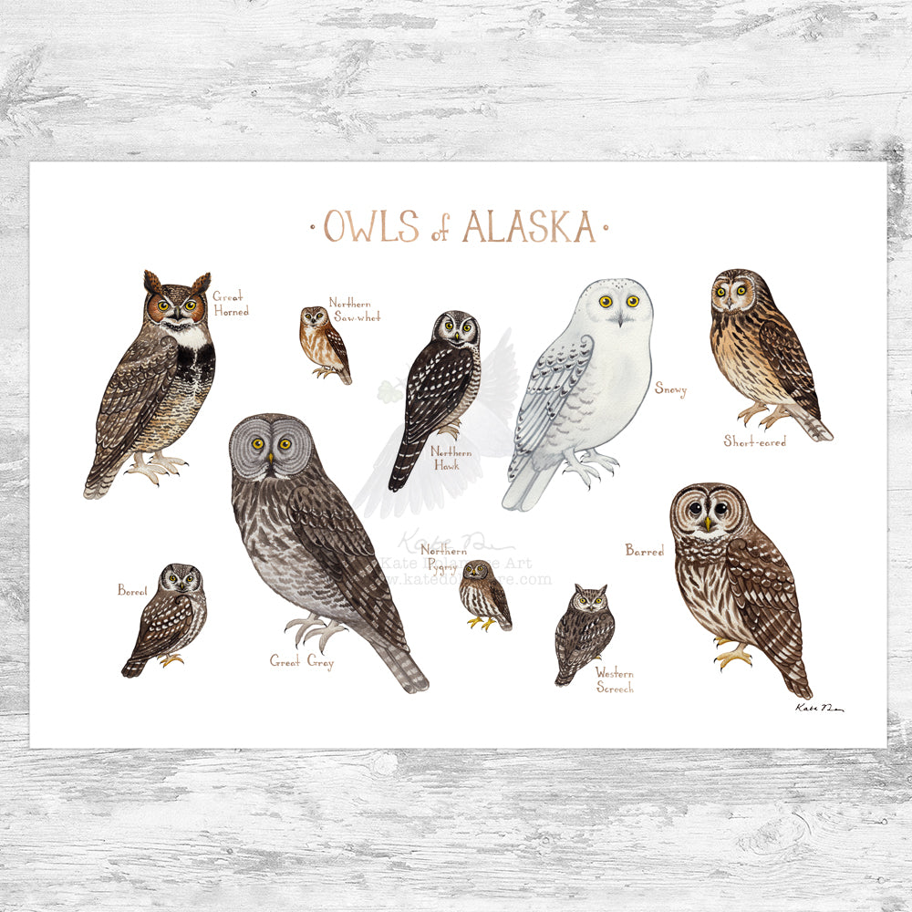 Wholesale Owls Field Guide Art Print: Alaska