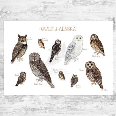 Wholesale Owls Field Guide Art Print: Alaska