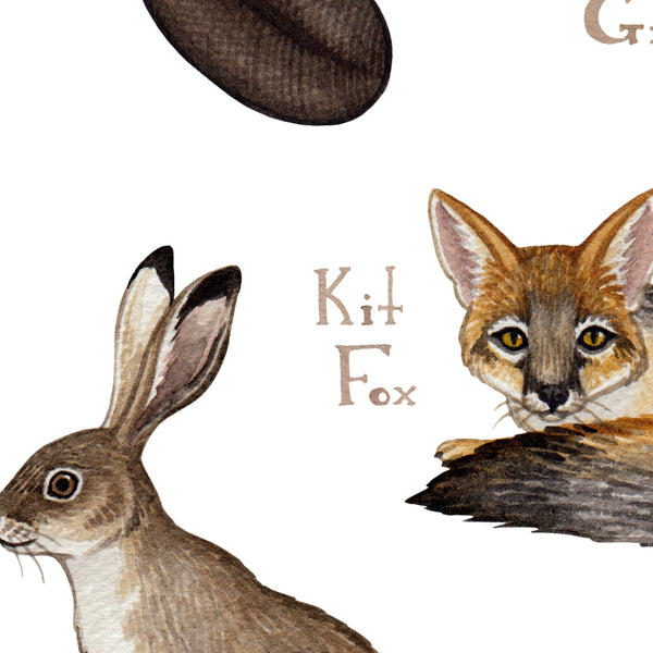 Wholesale Mammals Field Guide Art Print: Arizona