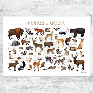 Wholesale Mammals Field Guide Art Print: Arizona