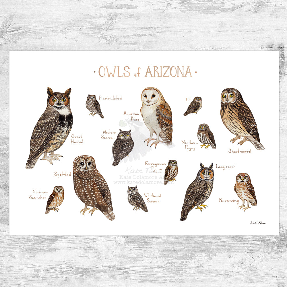 Wholesale Owls Field Guide Art Print: Arizona