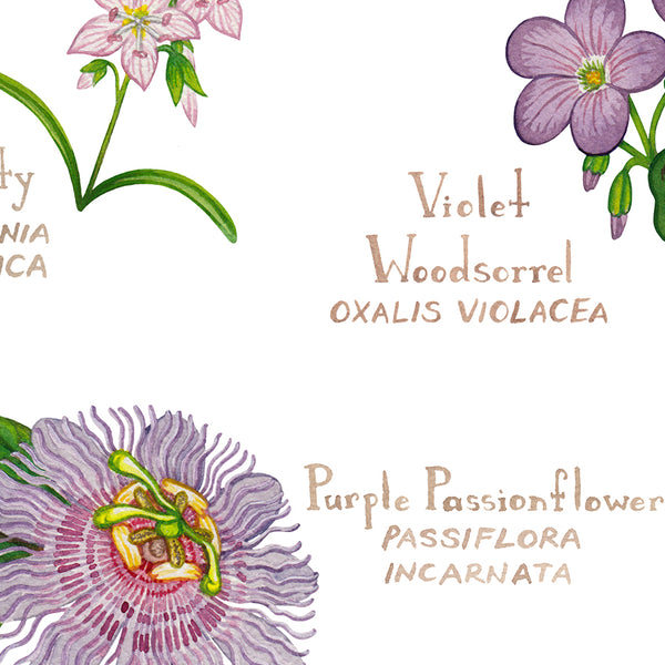 Wholesale Wildflowers Field Guide Art Print: Arkansas