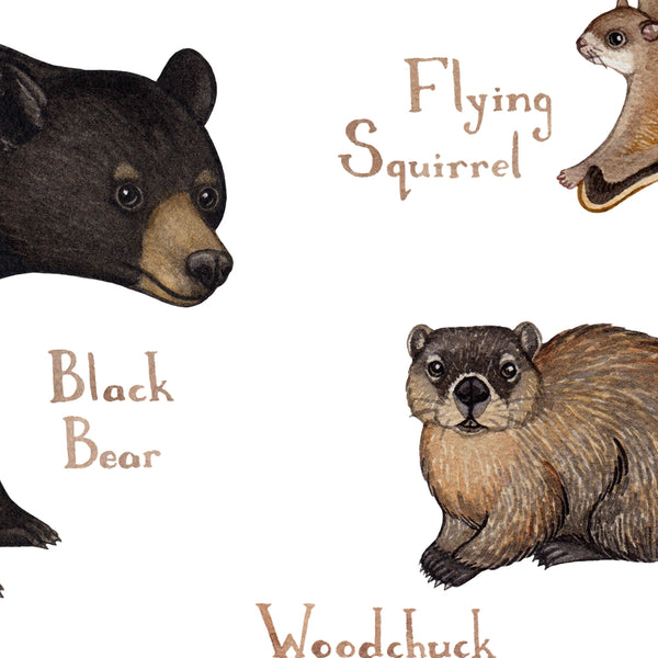 Wholesale Mammals Field Guide Art Print: Arkansas