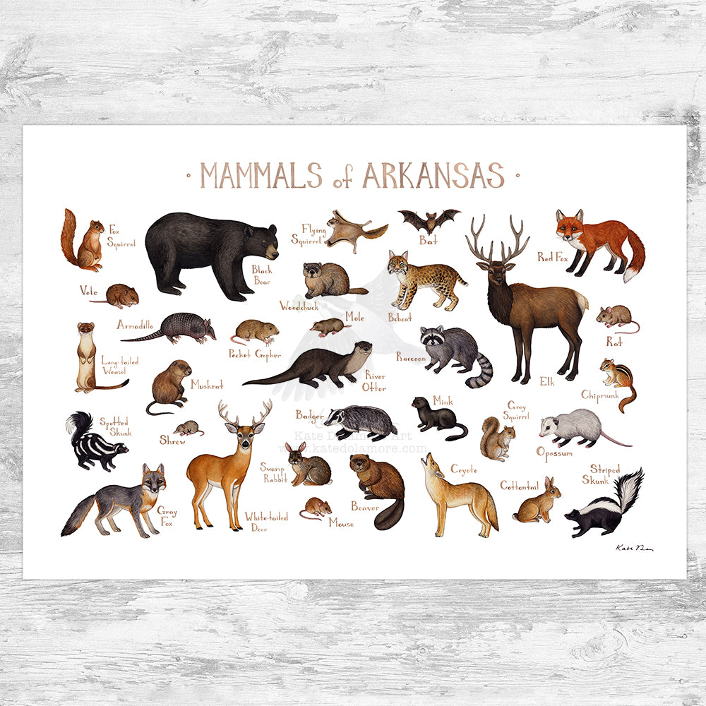 Wholesale Mammals Field Guide Art Print: Arkansas