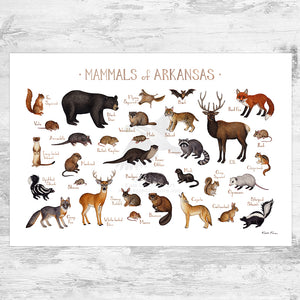 Wholesale Mammals Field Guide Art Print: Arkansas