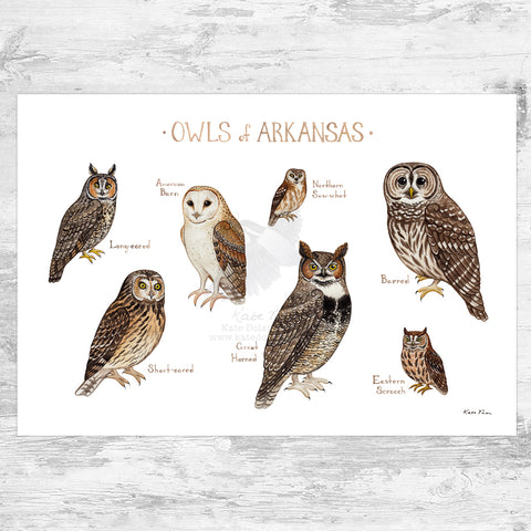 Wholesale Owls Field Guide Art Print: Arkansas