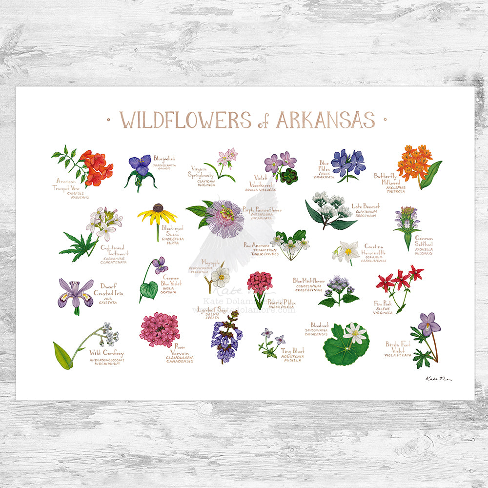 Wholesale Wildflowers Field Guide Art Print: Arkansas