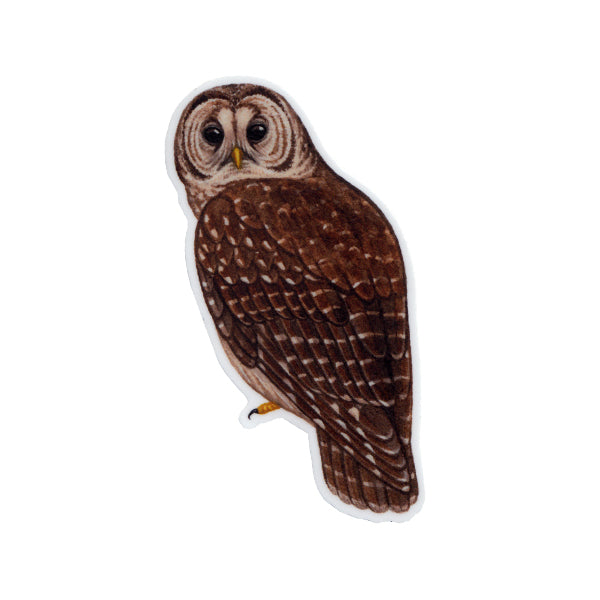 Wholesale Vinyl Sticker: Barred Owl