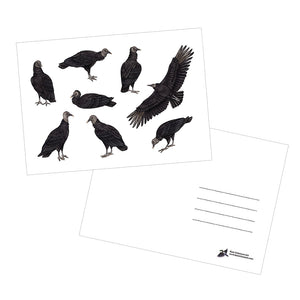 Black Vultures 5x7 Postcard