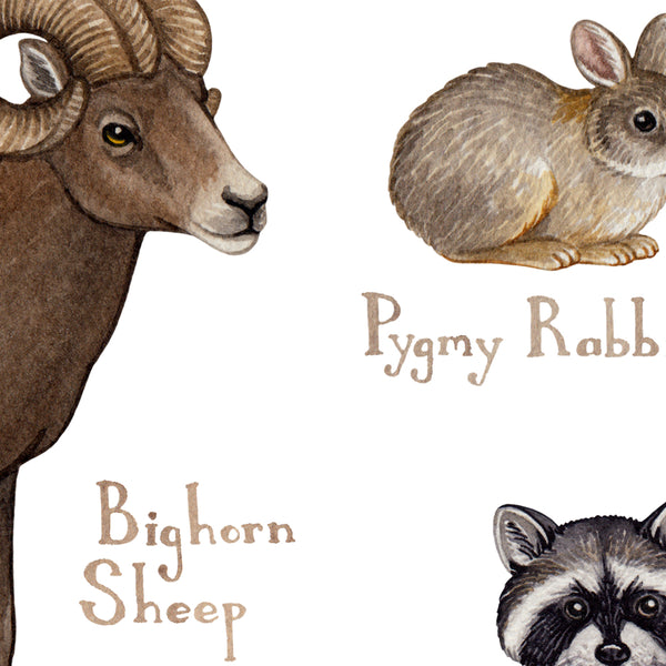 Wholesale Mammals Field Guide Art Print: California