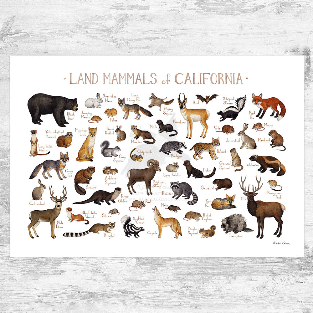 Wholesale Mammals Field Guide Art Print: California