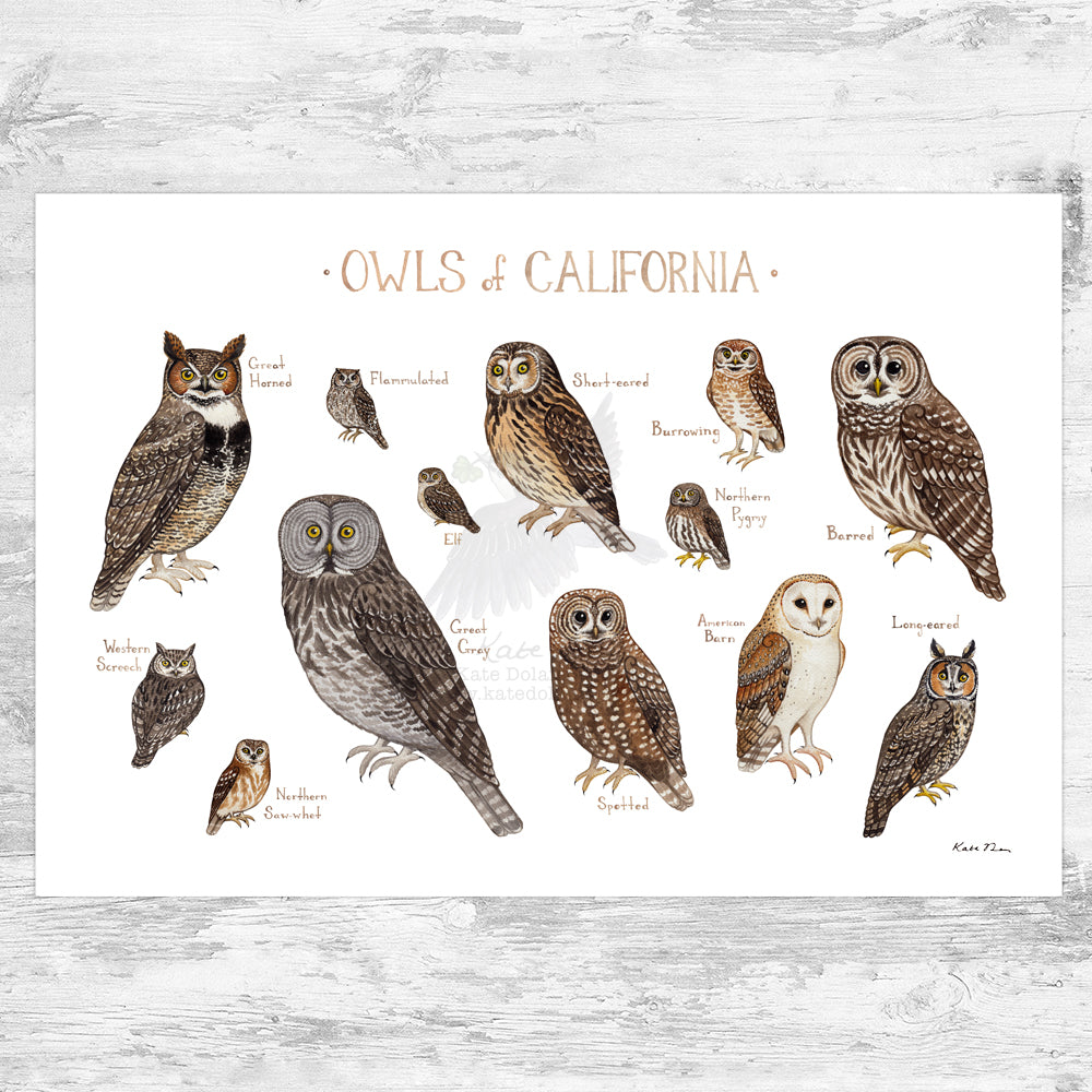 Wholesale Owls Field Guide Art Print: California