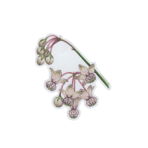 Wholesale Vinyl Sticker: Carolina Milkweed