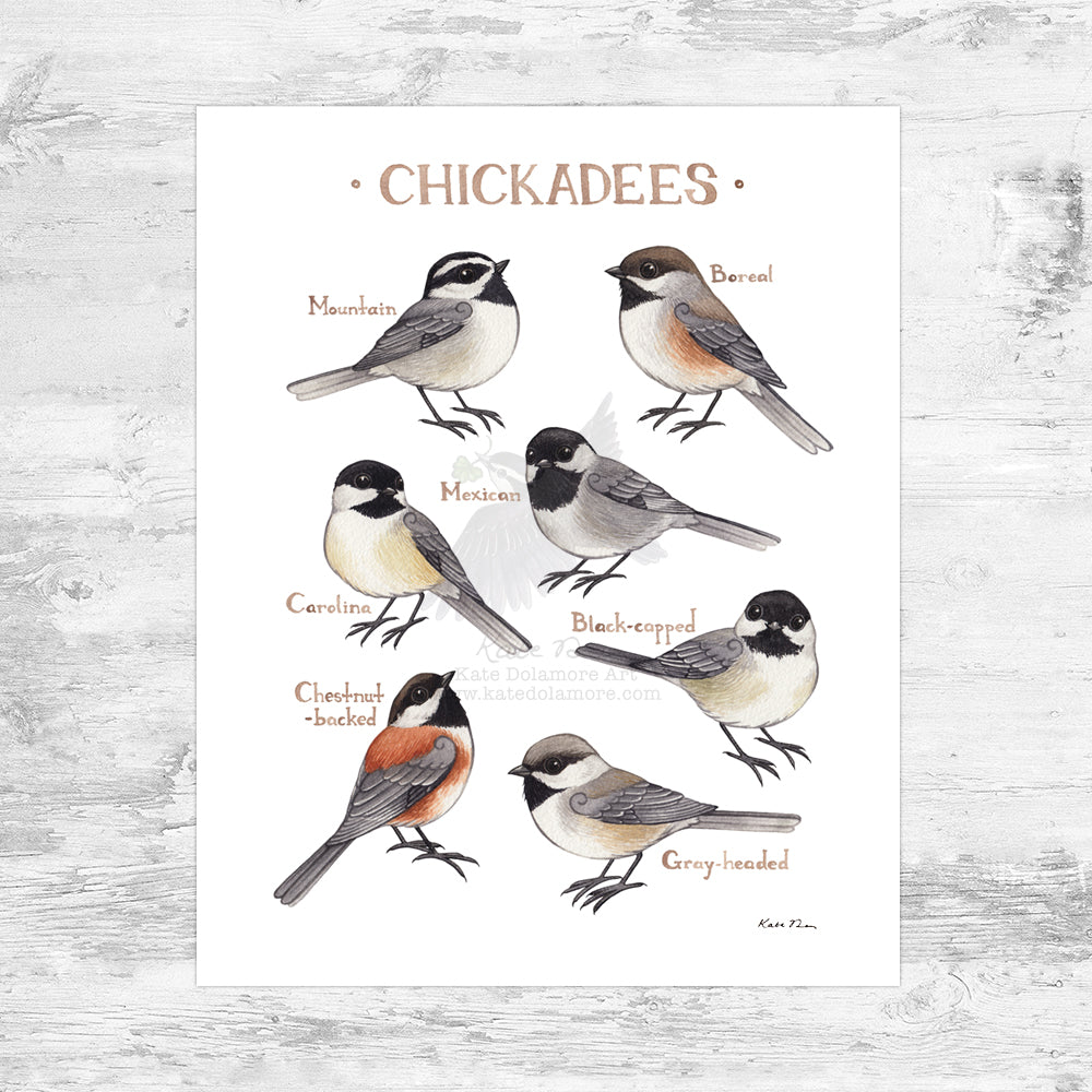 Wholesale Field Guide Art Print: Chickadees of North America