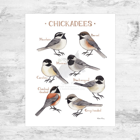 Wholesale Field Guide Art Print: Chickadees of North America