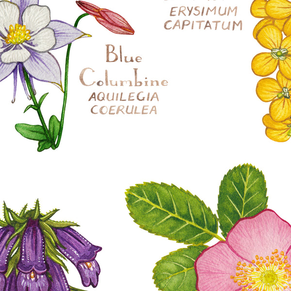 Wholesale Wildflowers Field Guide Art Print: Colorado