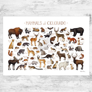 Wholesale Mammals Field Guide Art Print: Colorado