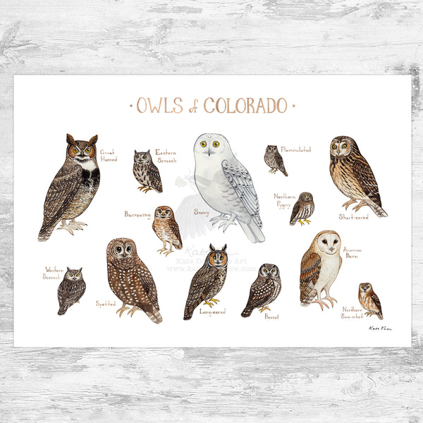 Wholesale Owls Field Guide Art Print: Colorado