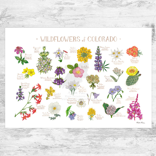 Wholesale Wildflowers Field Guide Art Print: Colorado