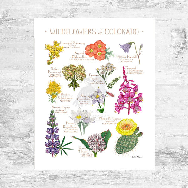 Wholesale Wildflowers Field Guide Art Print: Colorado Mini