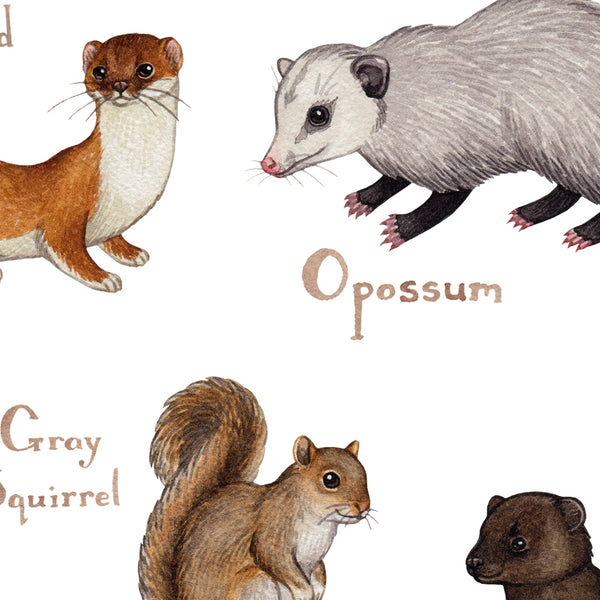 Wholesale Mammals Field Guide Art Print: Connecticut