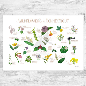 Wholesale Wildflowers Field Guide Art Print: Connecticut