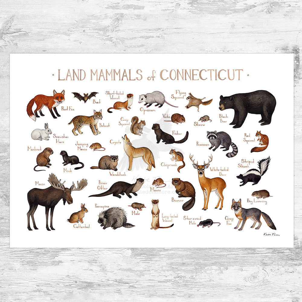 Wholesale Mammals Field Guide Art Print: Connecticut