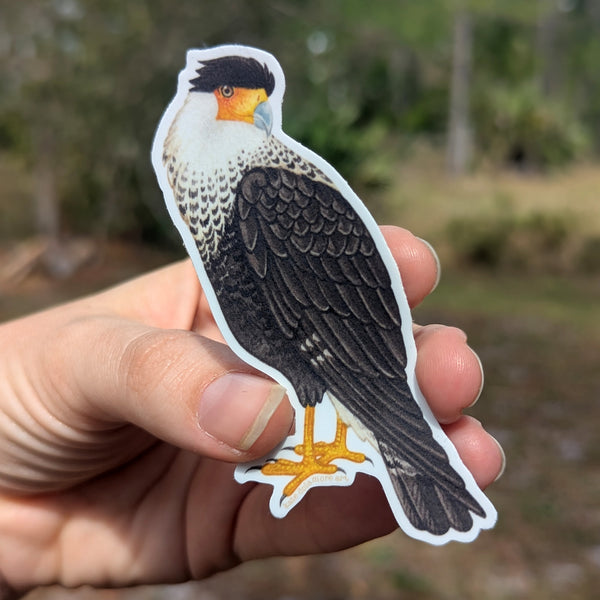 Wholesale Vinyl Sticker: Crested Caracara