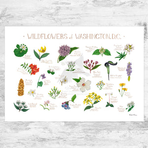 Wholesale Wildflowers Field Guide Art Print: Washington, D.C.