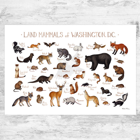 Wholesale Mammals Field Guide Art Print: Washington, D.C.