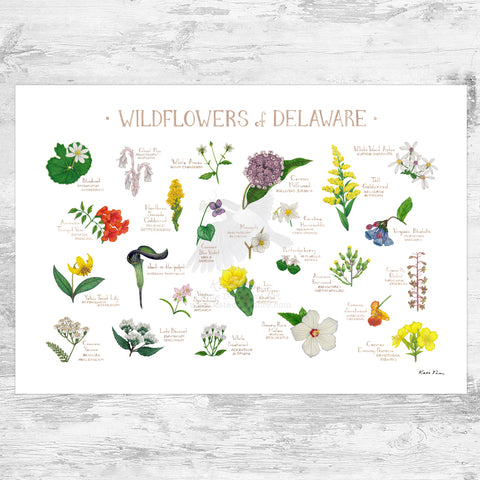 Wholesale Wildflowers Field Guide Art Print: Delaware