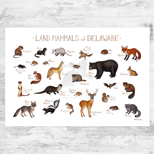 Wholesale Mammals Field Guide Art Print: Delaware