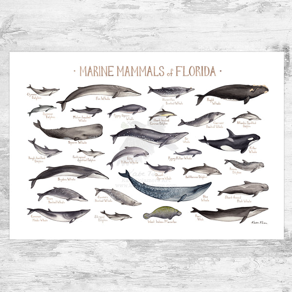 Wholesale Marine Mammals Field Guide Art Print: Florida