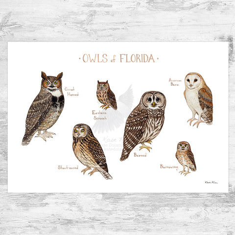 Wholesale Owls Field Guide Art Print: Florida