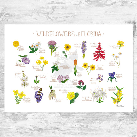 Wholesale Wildflowers Field Guide Art Print: Florida