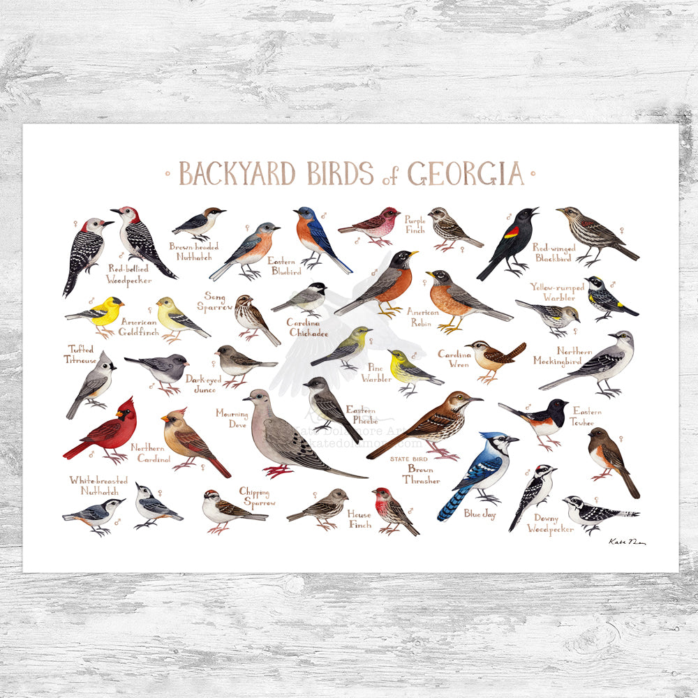 Wholesale Backyard Birds Field Guide Art Print: Georgia