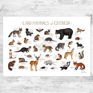 Wholesale Mammals Field Guide Art Print: Georgia