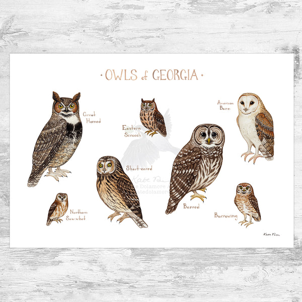 Wholesale Owls Field Guide Art Print: Georgia