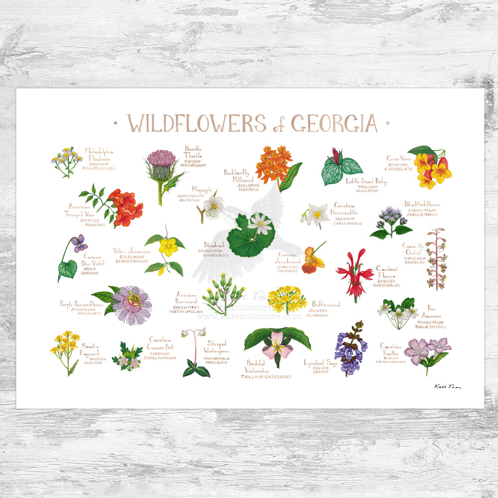 wild flower seeds georgia Wholesale Wildflowers Field Guide Art Print: Georgia – Kate Dolamore Art Wholesale