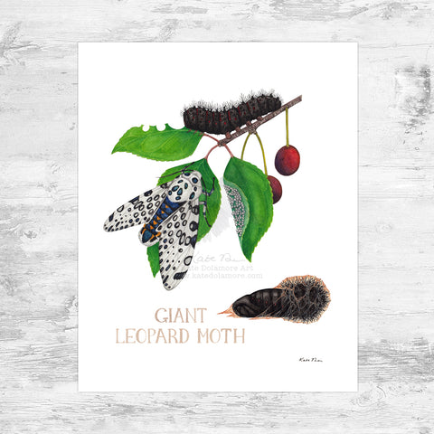 Wholesale Field Guide Art Print: Giant Leopard Moth