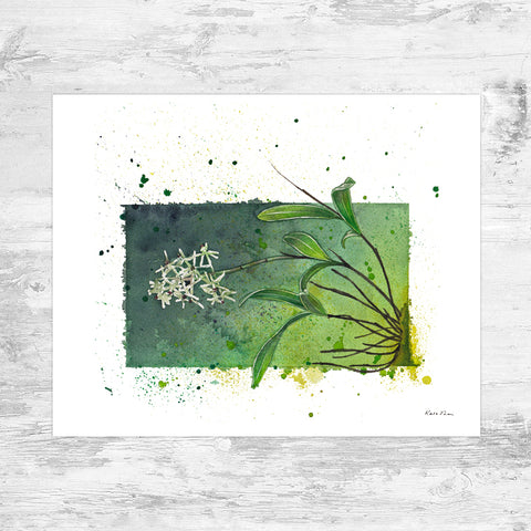 Wholesale Art Print: Green Fly Orchid