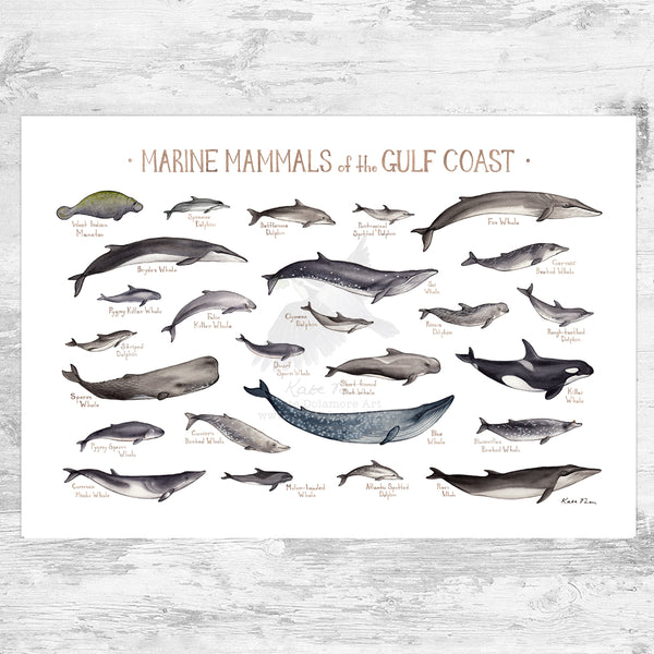 Wholesale Marine Mammals Field Guide Art Print: Gulf Coast