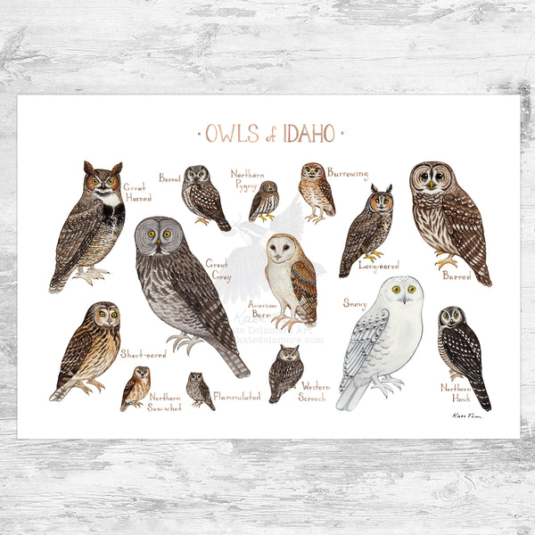 Wholesale Owls Field Guide Art Print: Idaho