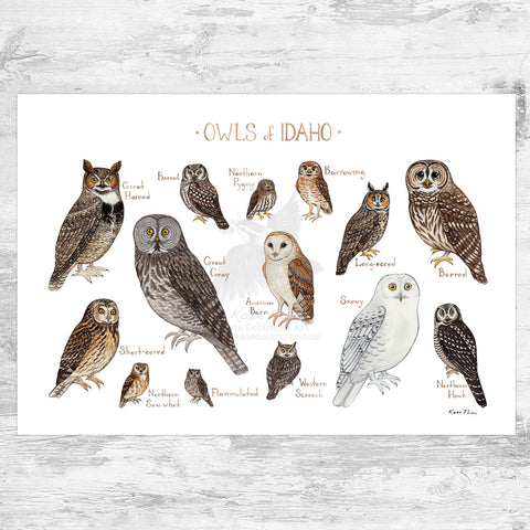 Wholesale Owls Field Guide Art Print: Idaho