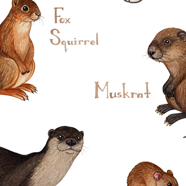 Wholesale Mammals Field Guide Art Print: Illinois